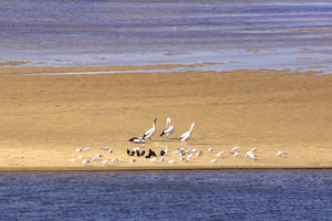 Maroochy River